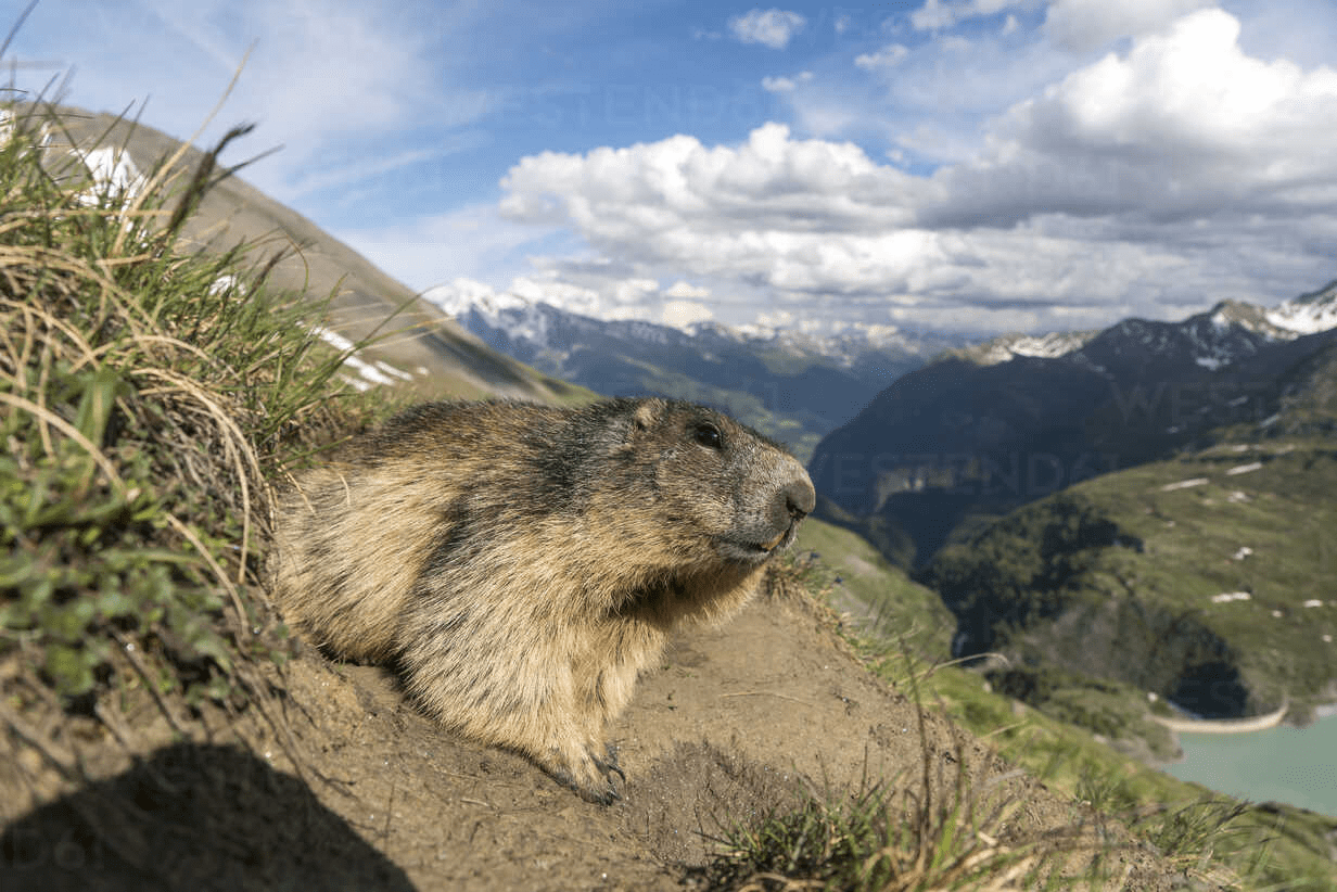 Marmot in de Hohe Tauern